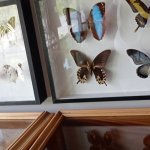 phoca_thumb_m_tropic zajici 27 Fotogalerie